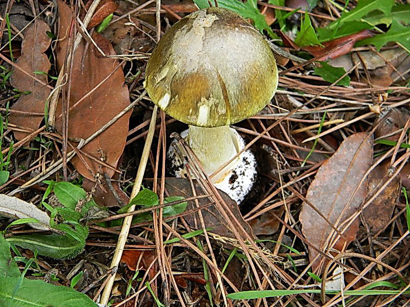 Amanita phalloides  vista da Antonio.